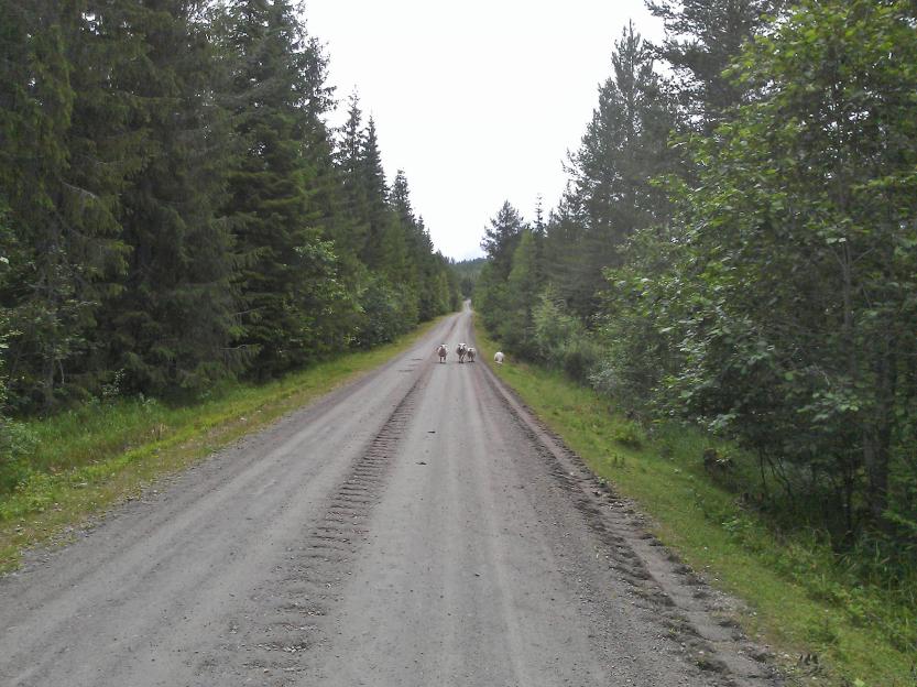 Suzuki XF650 Freewind on dirt road Totenåsen