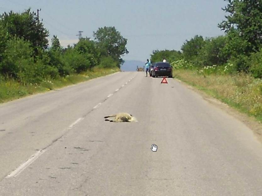 Accidents between animals and car in Bulgaria Ulykker mellom dyr og bil skjer også i Bulgaria