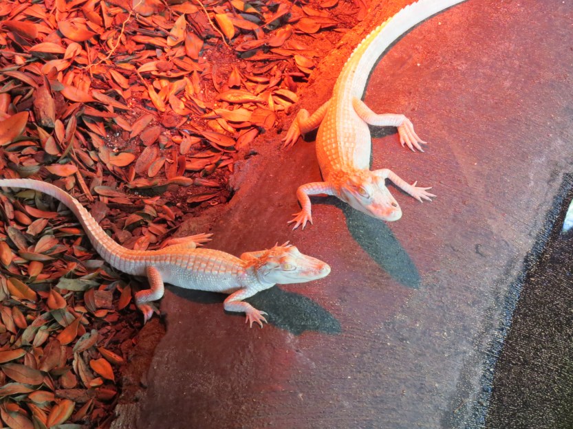 St Augustine alligator farm