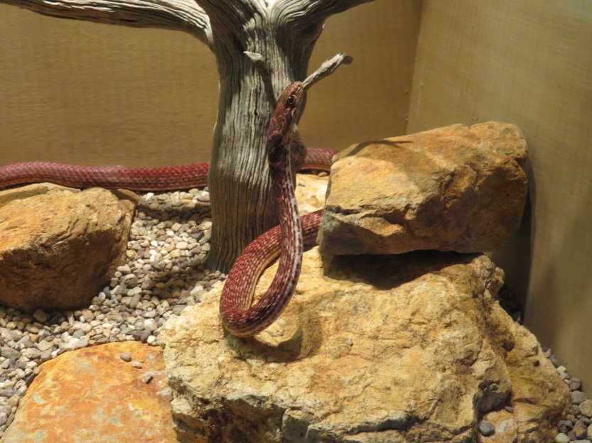 The Arizona-Sonora Desert Museum