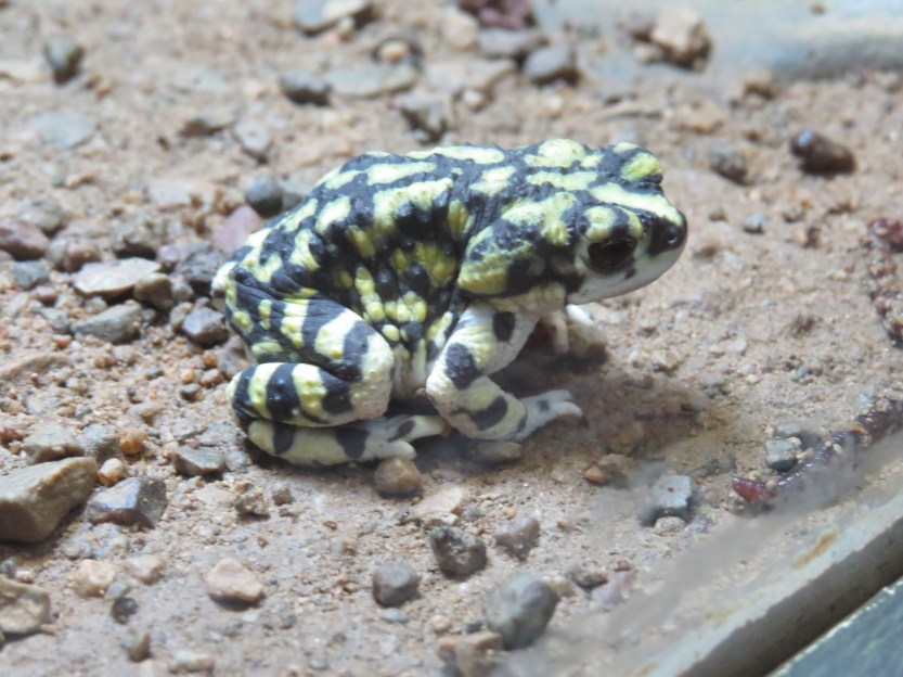 The Arizona-Sonora Desert Museum