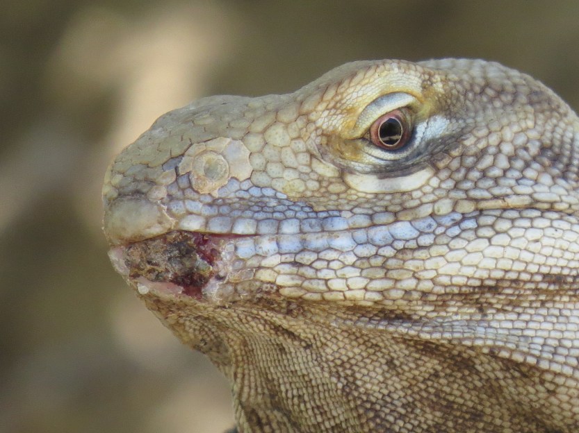 The Arizona-Sonora Desert Museum