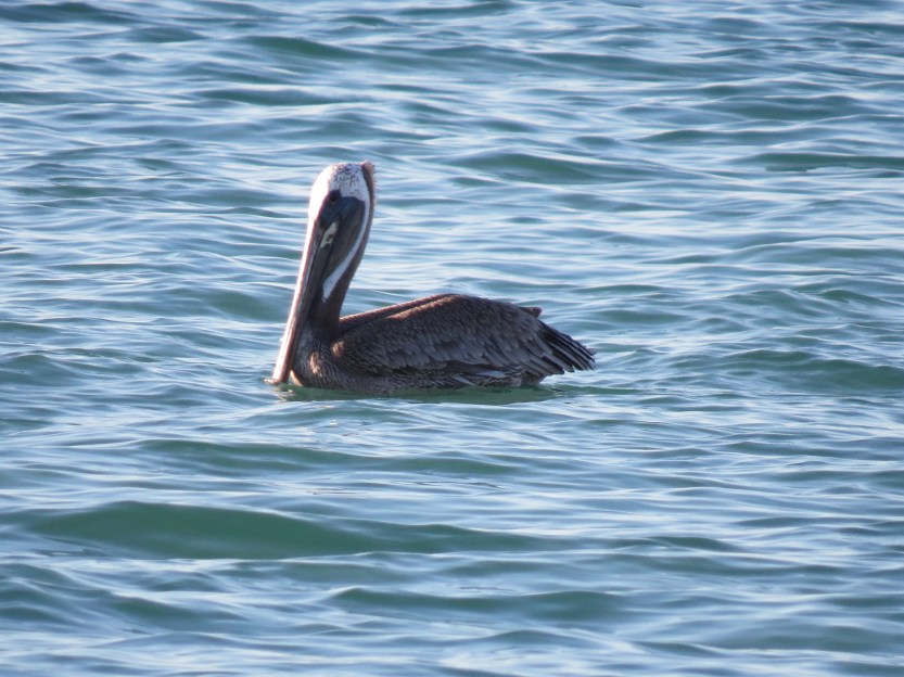 La Paz Baja Calefornia Mexico