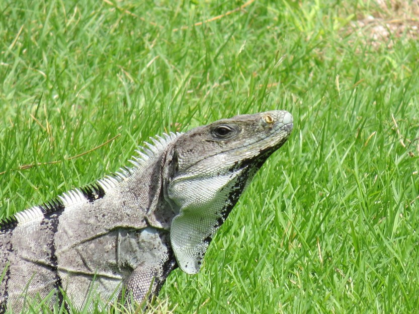 Pyramid of the Magician, Uxmal Yucatec Maya