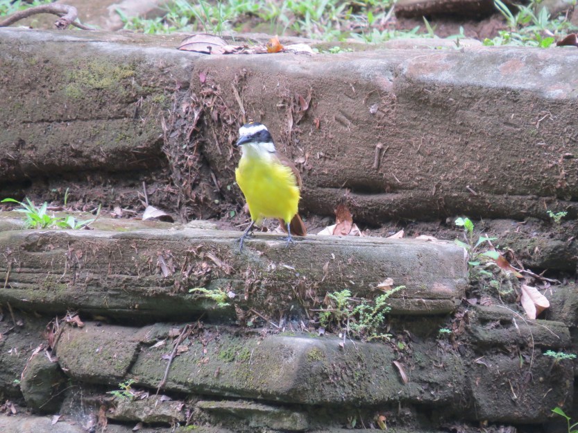 Nim Li Punit / Big Hat or Top Hat