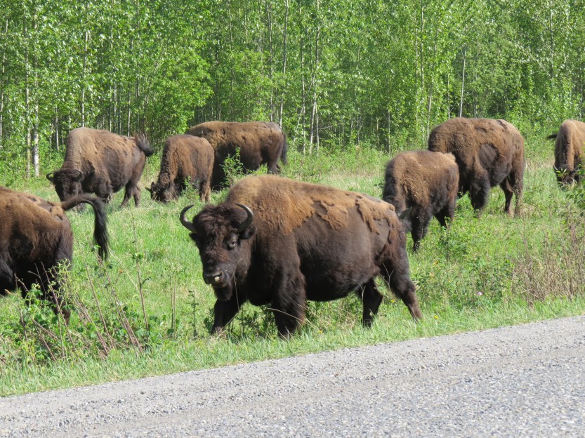 Pan American Highway