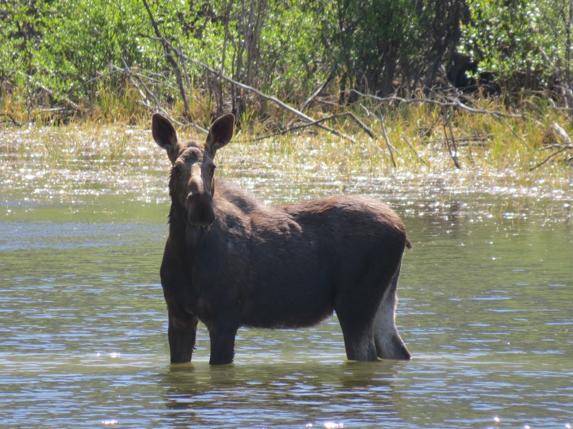 Pan American Highway
