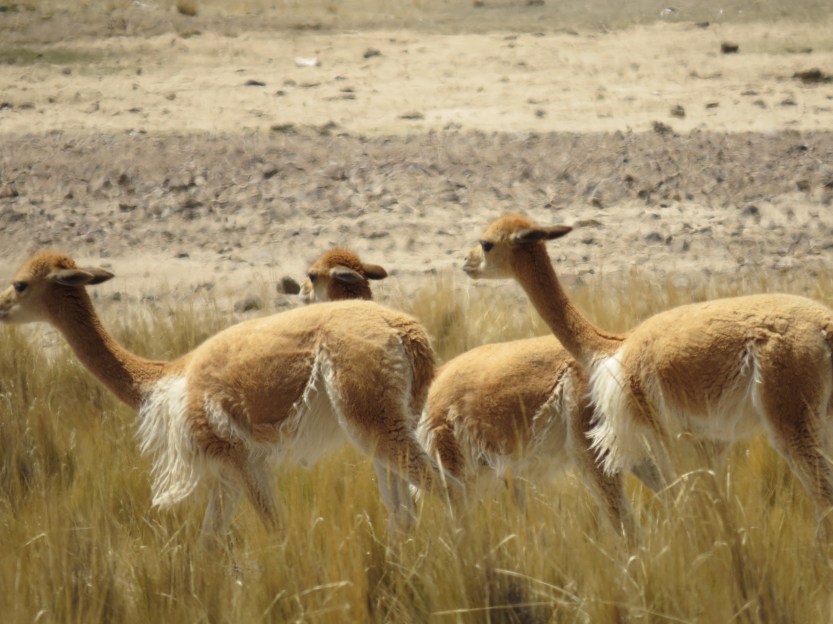 Alpakka mellom Nasca og Abancay, Peru