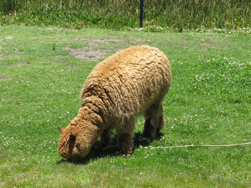 Sonesta Posadas Del Inca - Puno, Peru