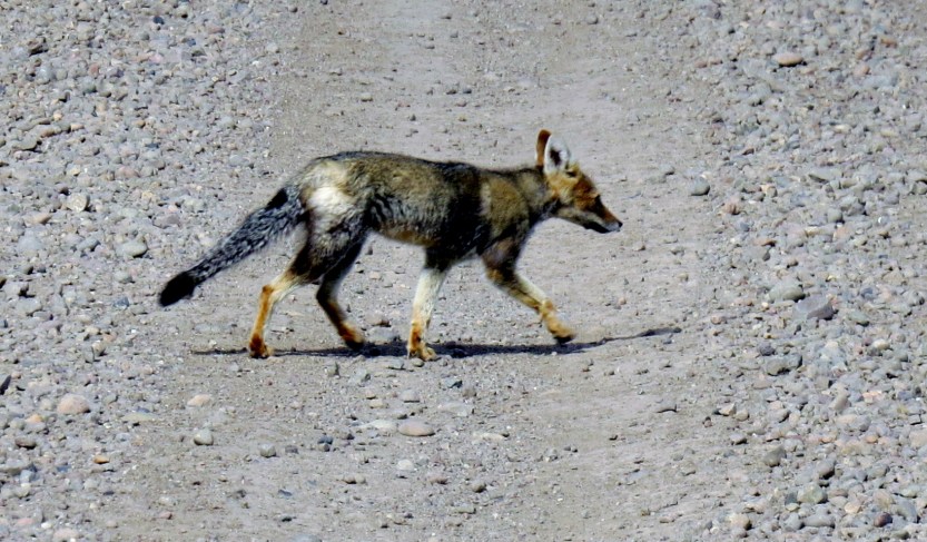 Patagonian Fox