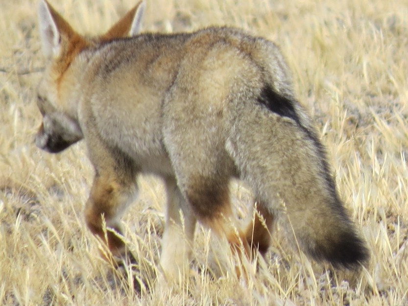 Patagonian Fox
