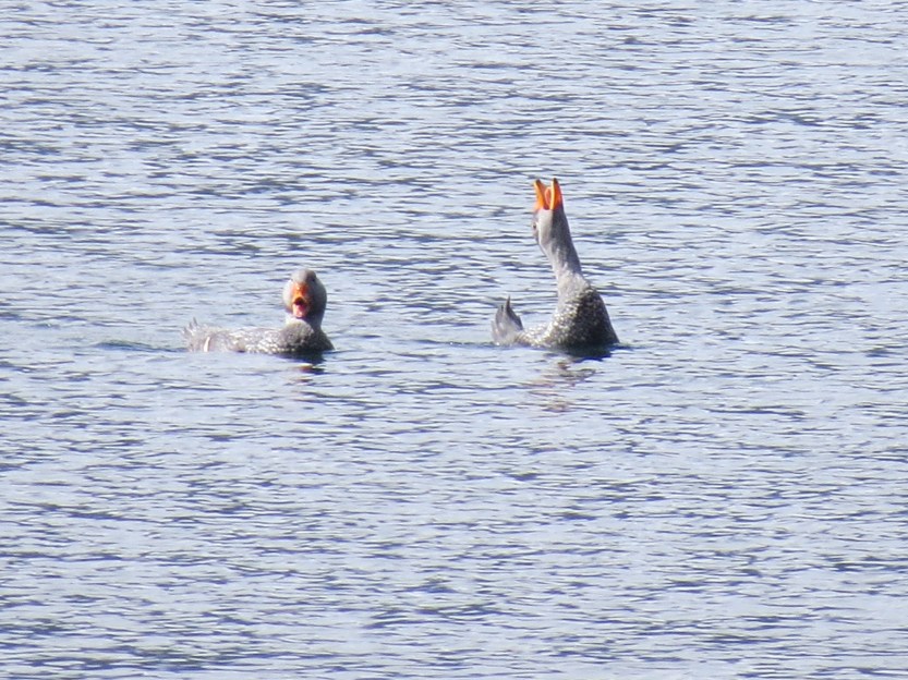 Ushuaia, Tierra del Fuego , Patagonia