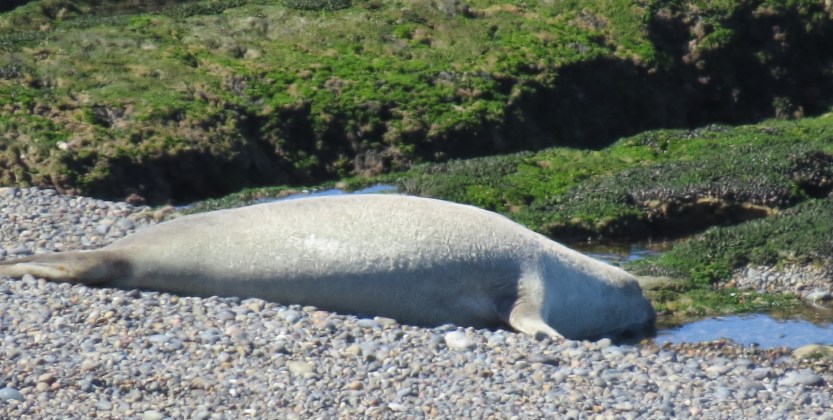 Puerto Piramides, Argentina