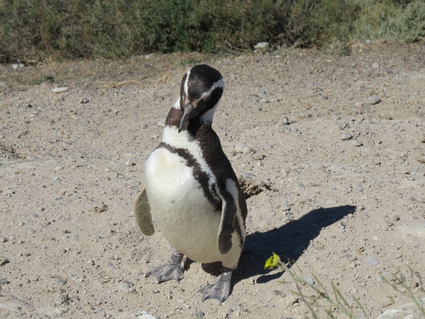 Comodoro Rivadavia, Argentina