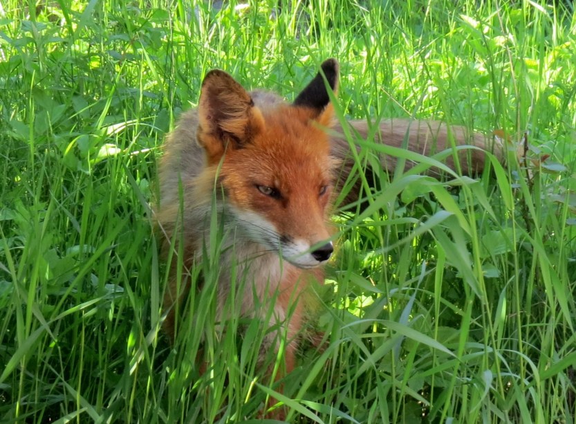 Mikkel rev, Hopsundet, Reksteren