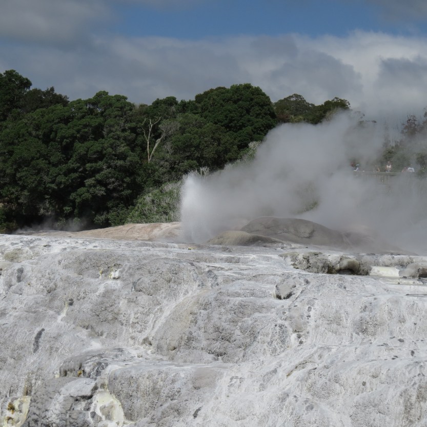 Te Puia geyser