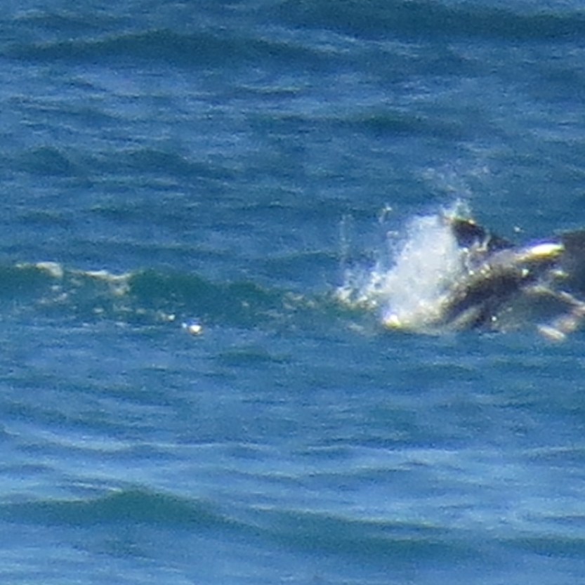 Fra Christchurch til Picton