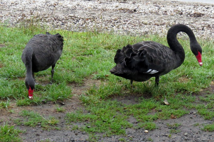 Fra Ohakune til Cambridge