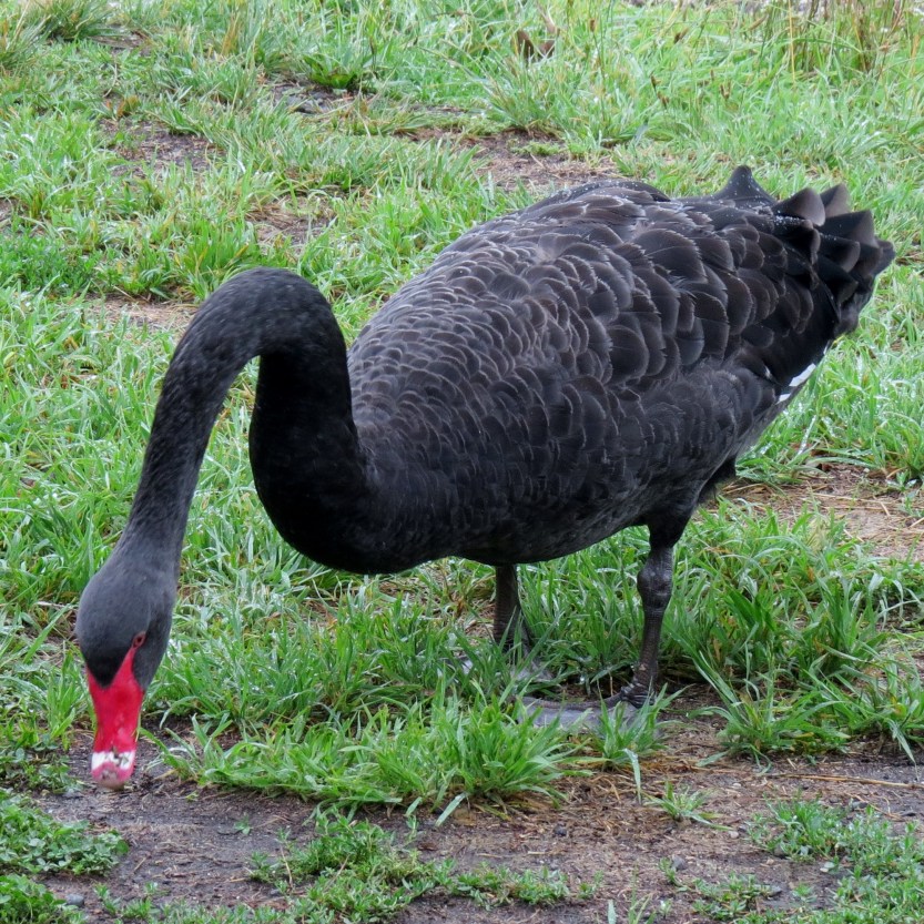 Fra Ohakune til Cambridge