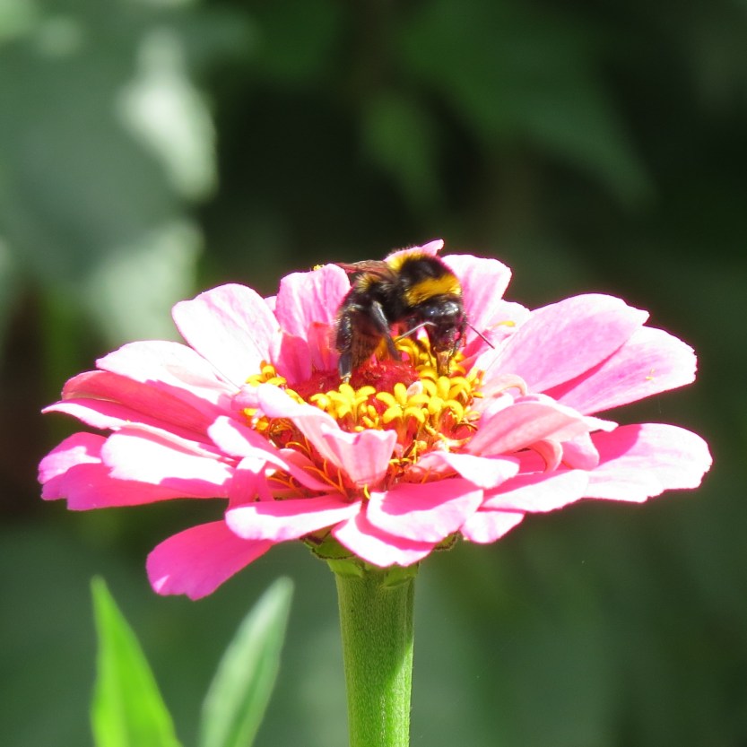Hobbiton, New Zealand
